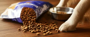 Best Dry Dog Food Picks for Healthy, Happy Dogs