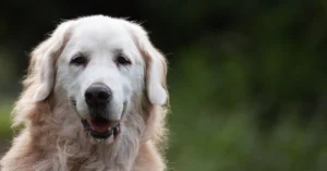 Diamond Naturals Dog Food Large Breed: What You Need to Know