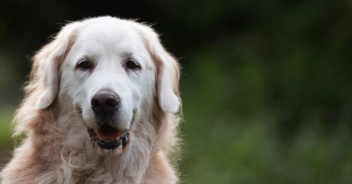 Diamond Naturals Dog Food Large Breed: What You Need to Know