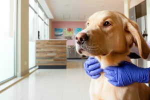 Walk In Vet Clinic Akron Ohio — Fast Local Care