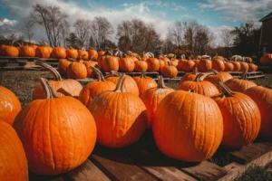 21 Fun Ways Enjoy Pumpkin Halloween — Creative Uses