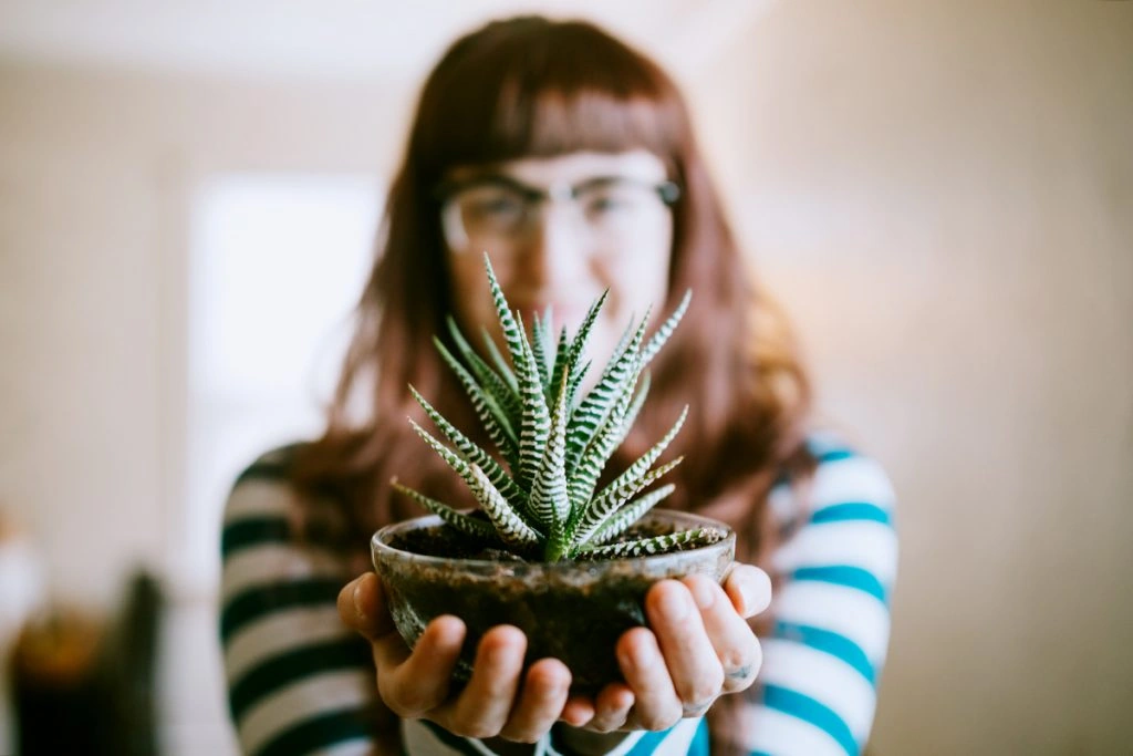 Add Houseplants To Your Home Affordably