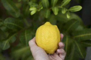 Affordable Diy Alternatives Household Products — Save Money