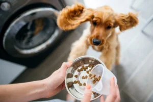 9 Pro Tips to Help You Find Affordable Healthy Pet Food