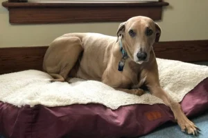 Avoid Vet Bills: Simple Preventive Dog Care