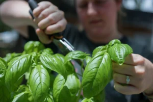 Best Herbs To Grow Easily at Home