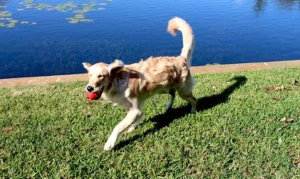 Borrow A Dog App: Try Borrowing a Pup Today