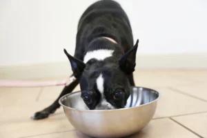 3 Budget-Friendly Dog Food Recipes for People Who Love to Spoil Their Pups