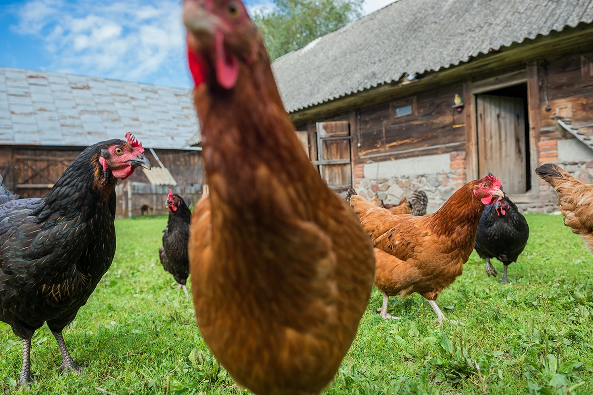 Buying Organic Meat on a Budget