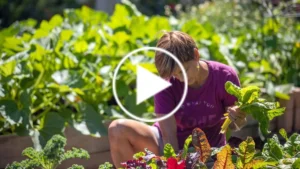 These Expert Gardeners Share How To Plant a Victory Garden on a Budget