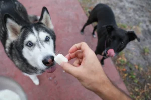 Cheap Homemade Dog Treats on a Budget