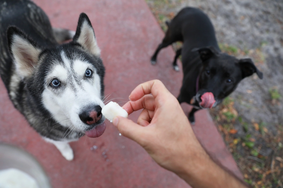 Cheap Homemade Dog Treats on a Budget