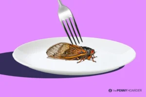 Cicadas Recipes for Adventurous Cooks