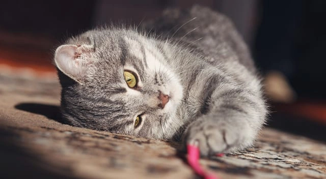 9 DIY Toys Every Cat-Lover Needs to Know About