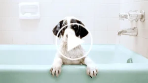 DIY Dog Grooming: With These Supplies You Can Skip the Groomer