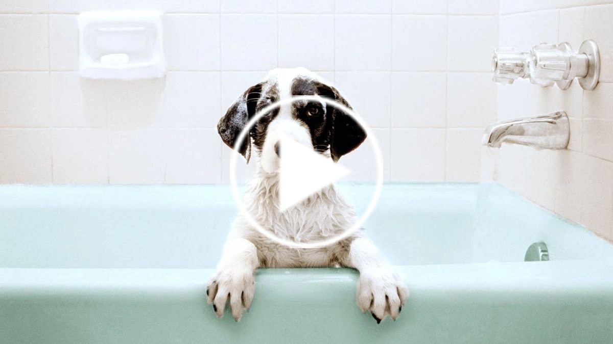 DIY Dog Grooming Essentials for Home