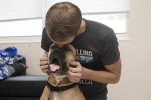 Foster A Dog: Free Fostering Opportunities