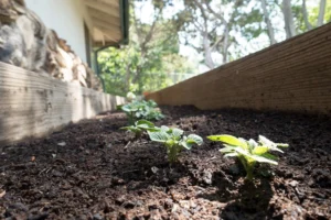 Grow Your Own Food Smartly — Save on Groceries