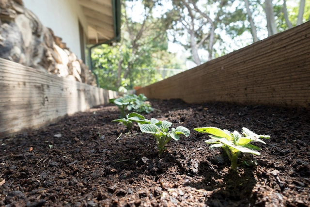 Grow Your Own Food Smartly — Save on Groceries