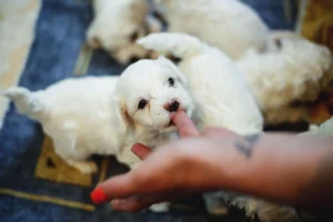 Top Healthy Dog Breeds: Adopt One of These to Save on Future Vet Bills