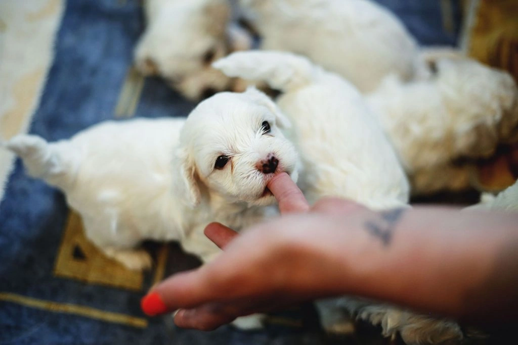 Healthiest Dog Breeds for Long, Low-Cost Care