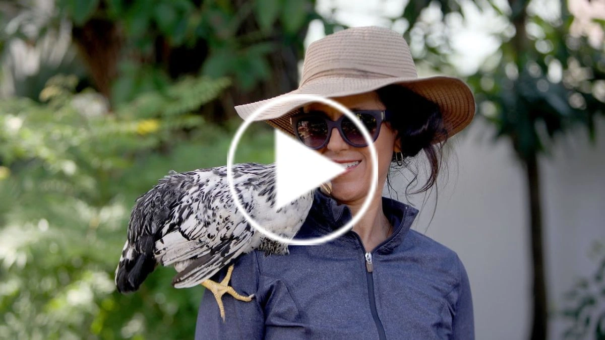 Want to Raise Backyard Chickens? Here’s What’s Involved — and What It Costs