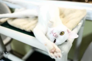 Beloved Kitty Is Sick — the 9 Best Ways to Handle Sudden Vet Costs