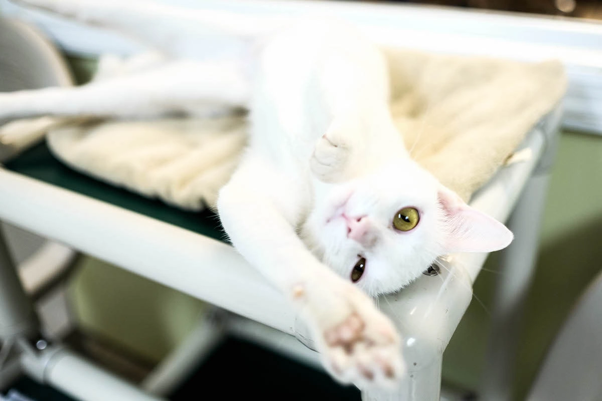 Beloved Kitty Is Sick — the 9 Best Ways to Handle Sudden Vet Costs