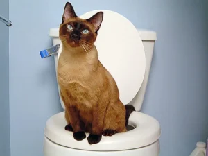 How To Toilet Train A Cat: Practical Tips & Savings