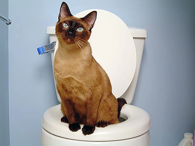 How To Toilet Train A Cat: Practical Tips & Savings