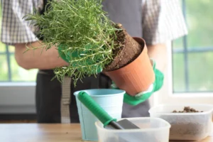 Indoor Gardening Tips for Any Space