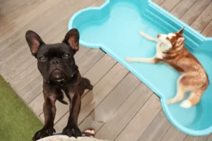 Is Doggy Day Care Worth It How To Pick The Right Place For Your Pooch