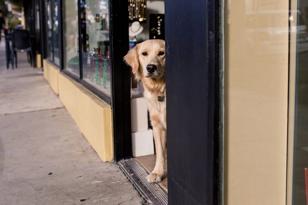 Pet Food Bank Help for Pet Owners