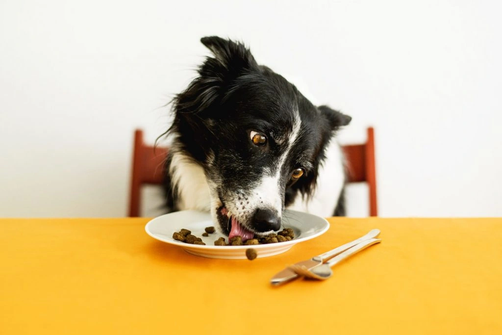 28 Toys, Treats and Other Fantastic Freebies for Your Pets