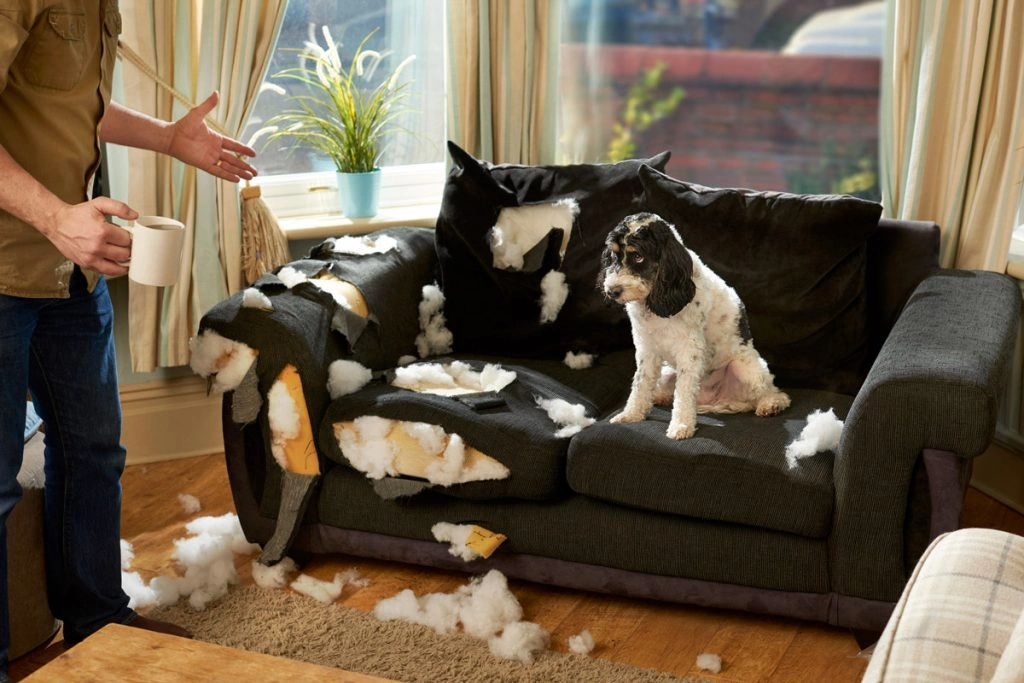 Pet Proof Furniture Tips for Lasting Protection