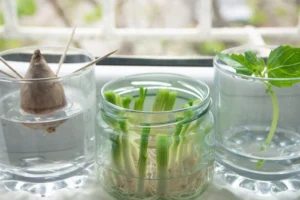Regrow Vegetables Easily at Home