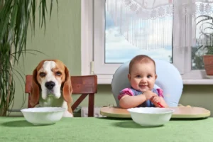 9 Smart Ways to Save Money on Dog Food