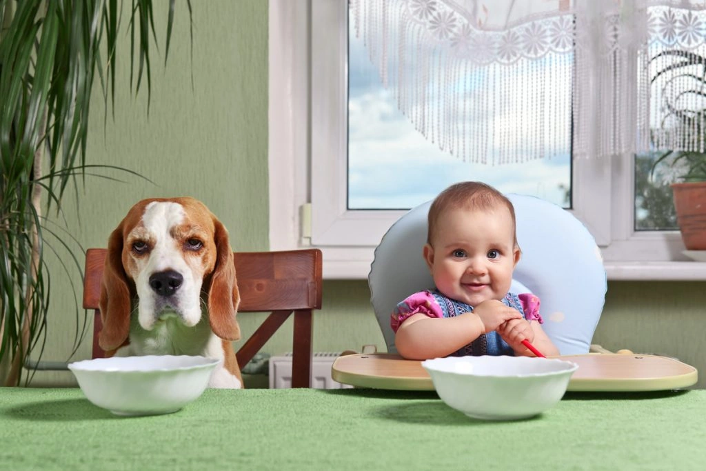 Save Money On Dog Food Smart Tips