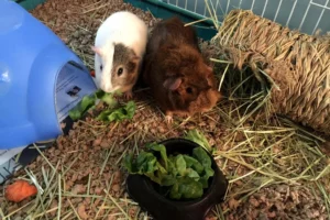 Save On Guinea Pigs: Smart Shopping Tips