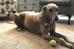 Slow Feeder Dog Bow Tips to Prevent Bloat