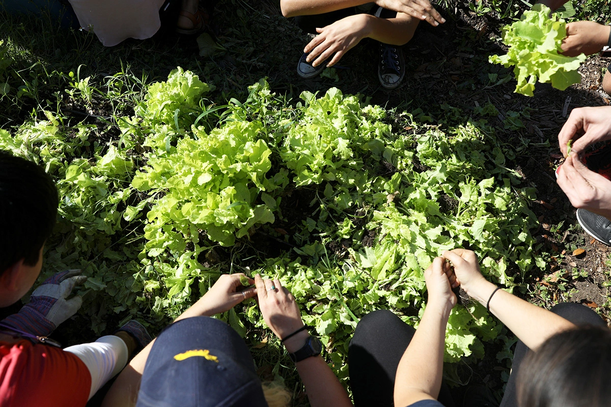 Start a Garden on The Cheap With These 8 Budget Gardening Tips