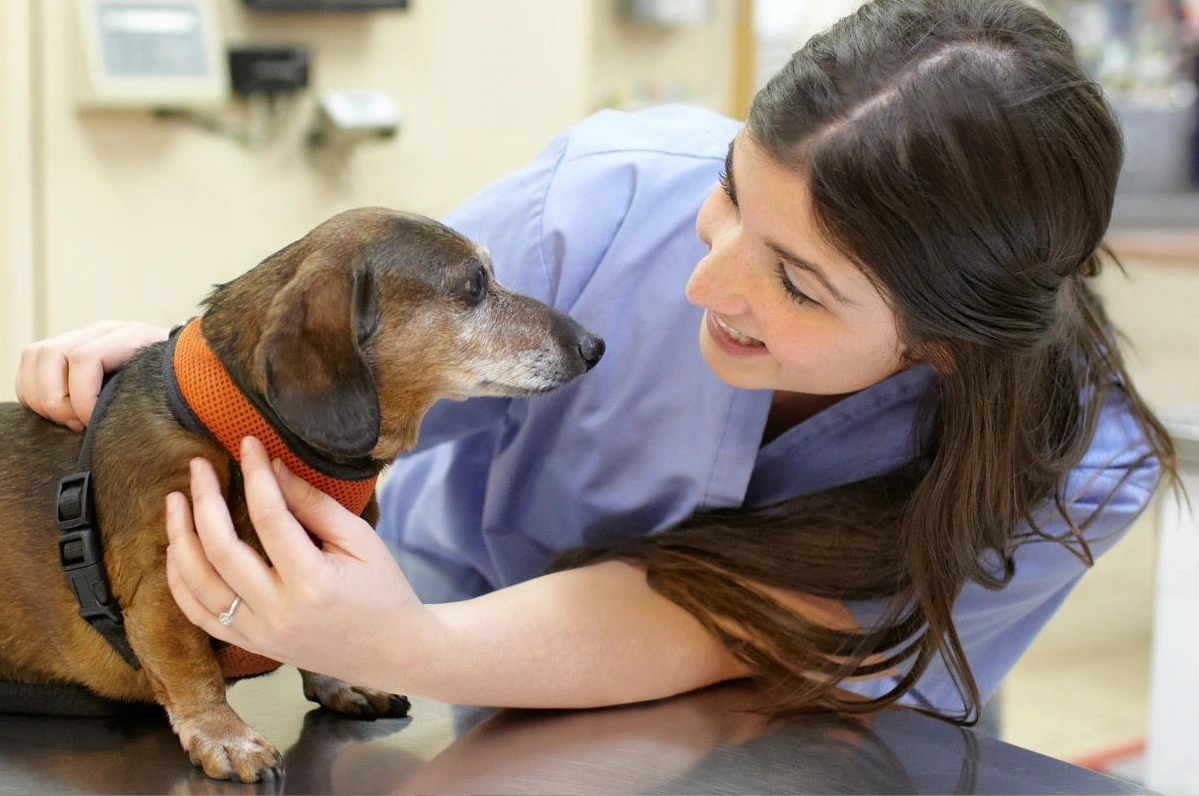 Vca Animal Hospital Pet Exams – Free Vet Checkups